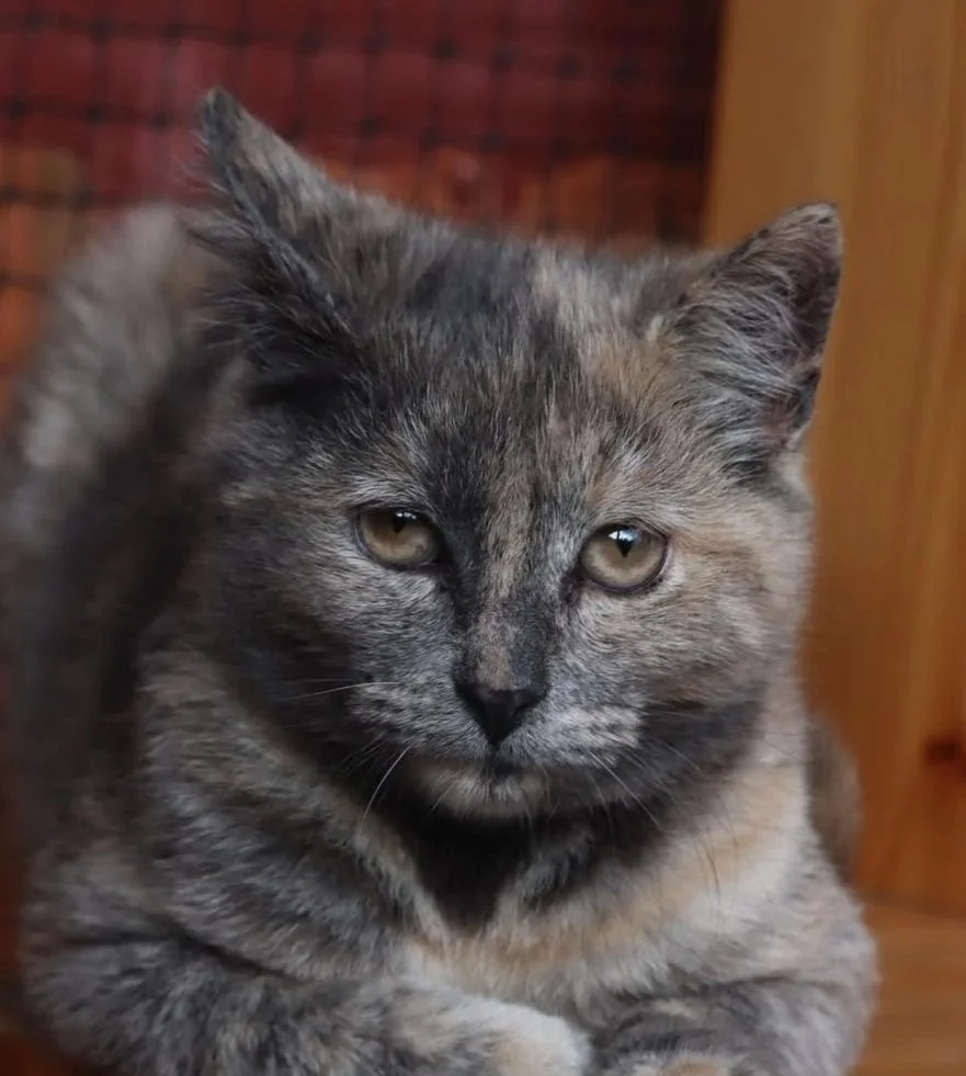 Daphne **Kitten**