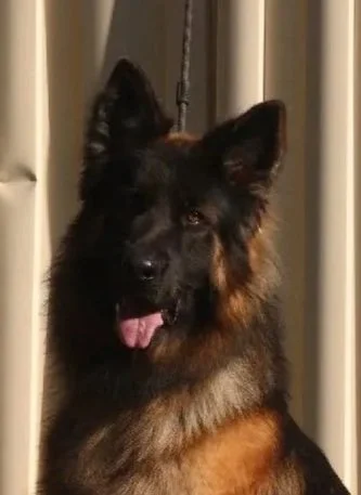 Rex