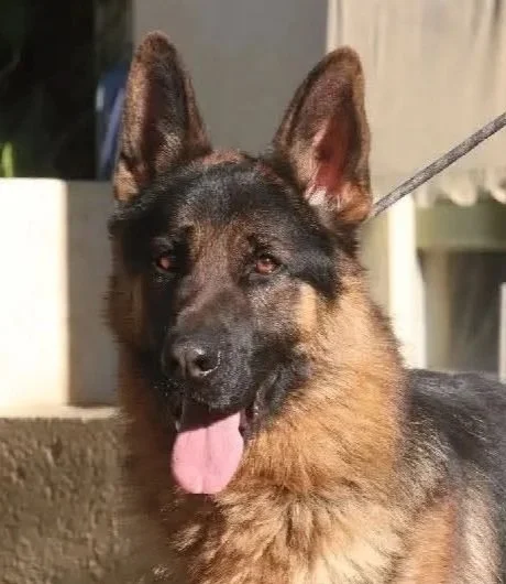 Axel
