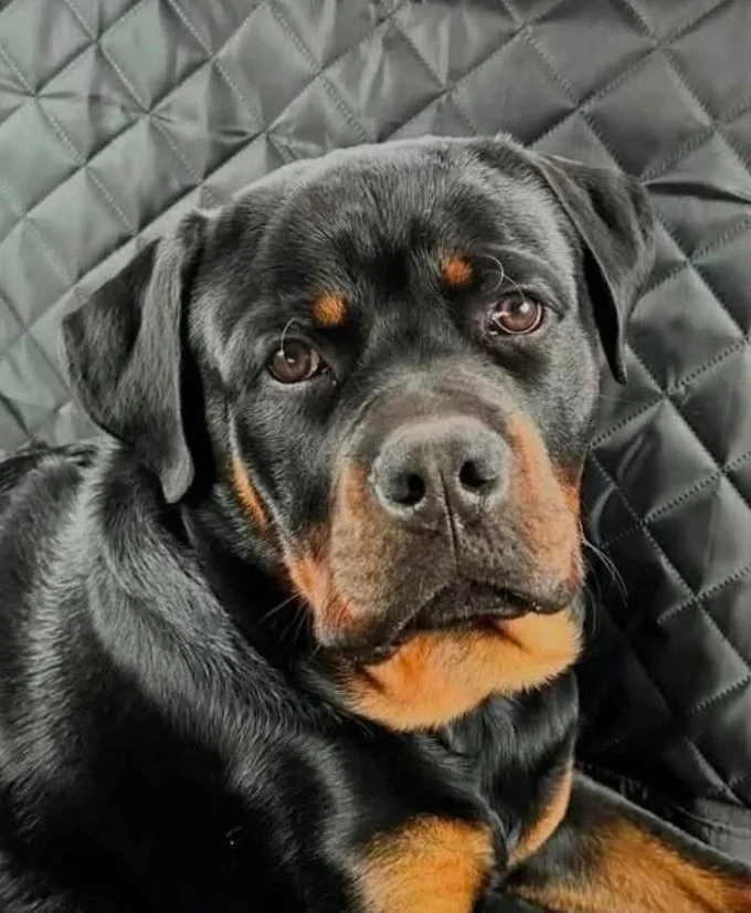 Zeus **Settling in with my new family**