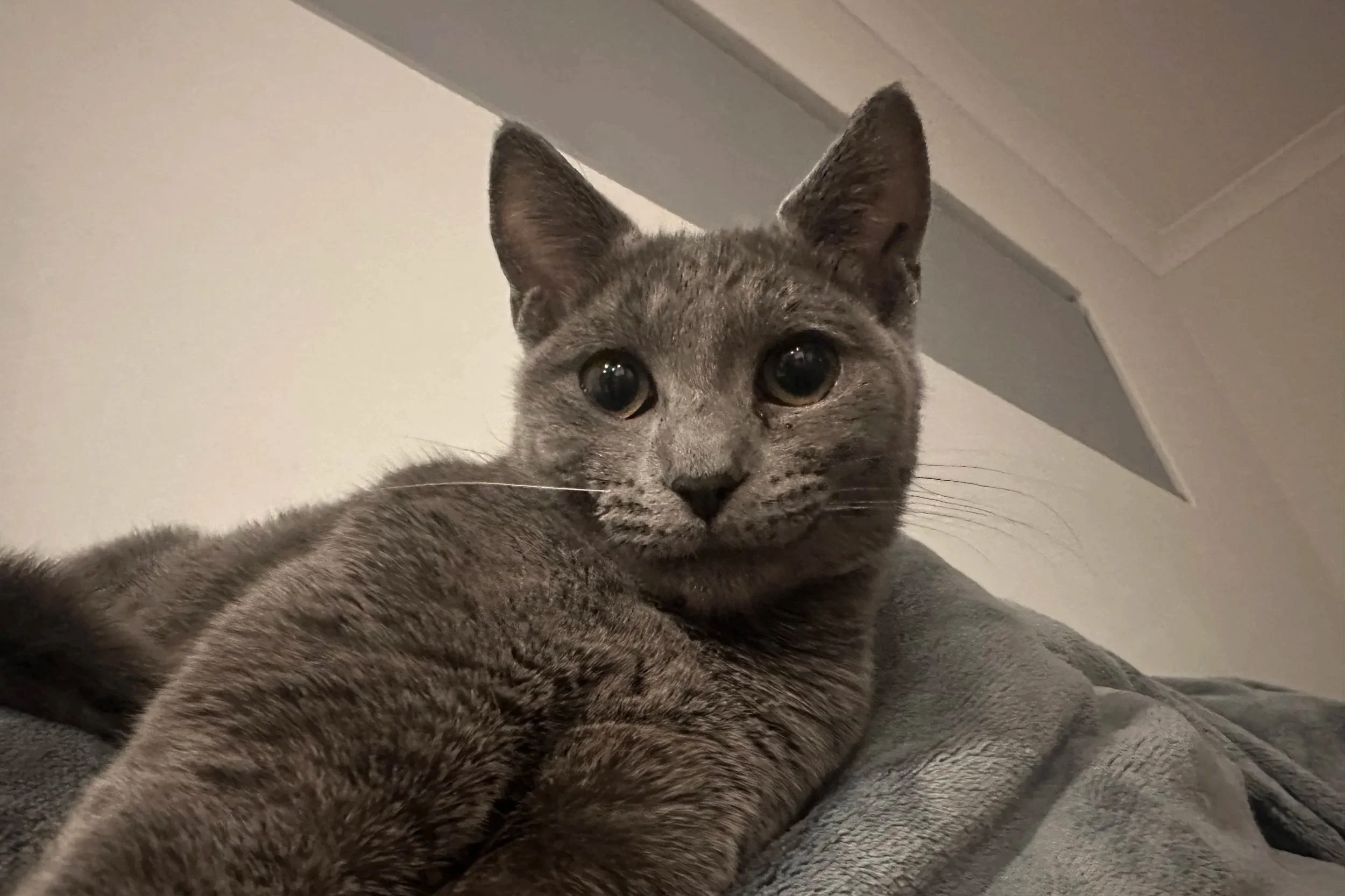 Whitney **Kitten**