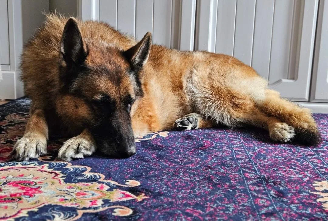 Tilly 3.jpg