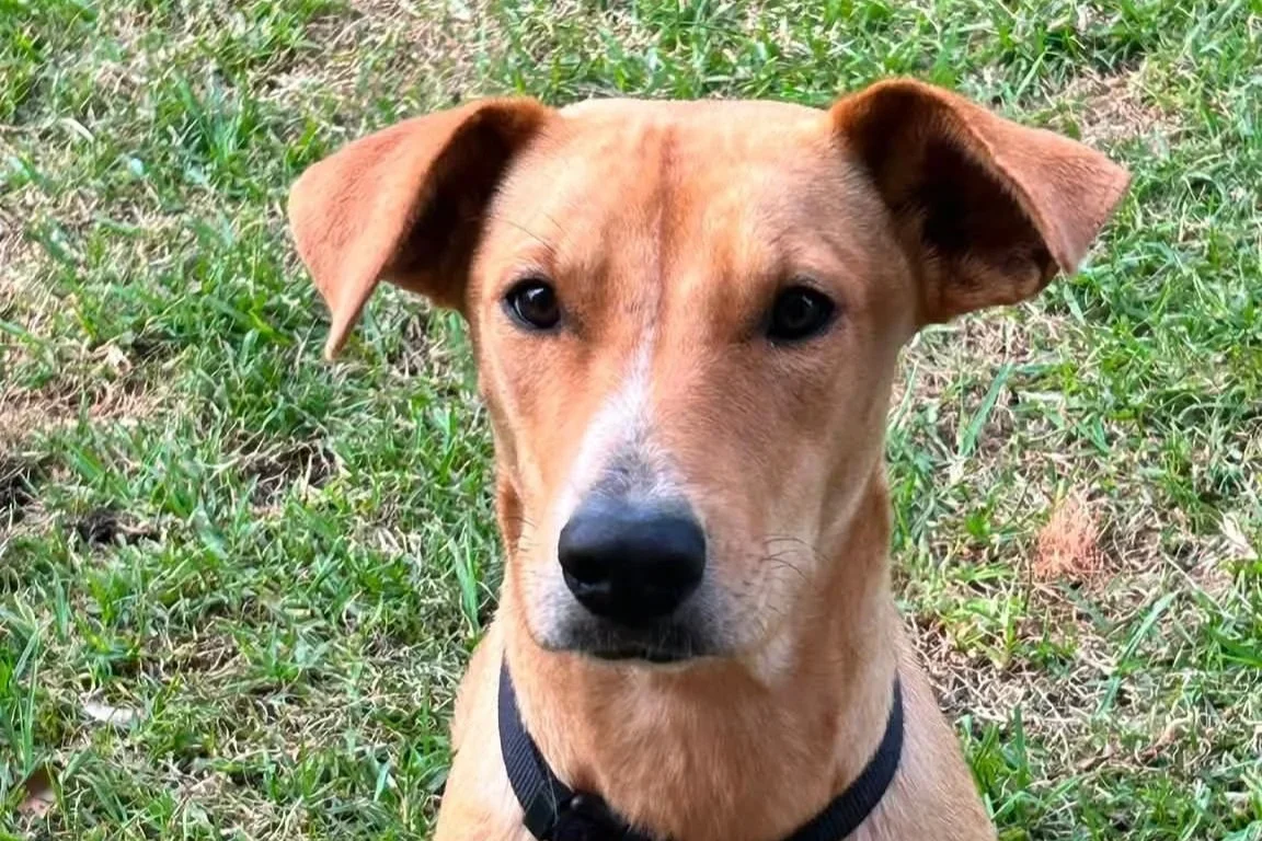 Goldie **Settling in with my new family**