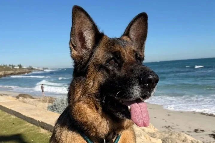 Laika 