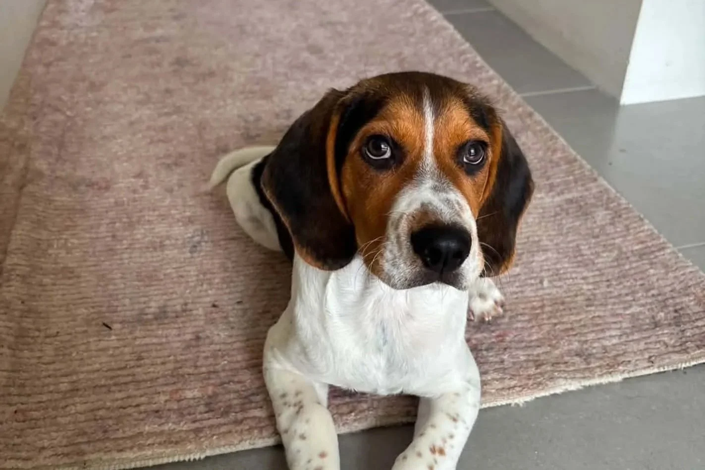 Otis **Settling in with my new family**