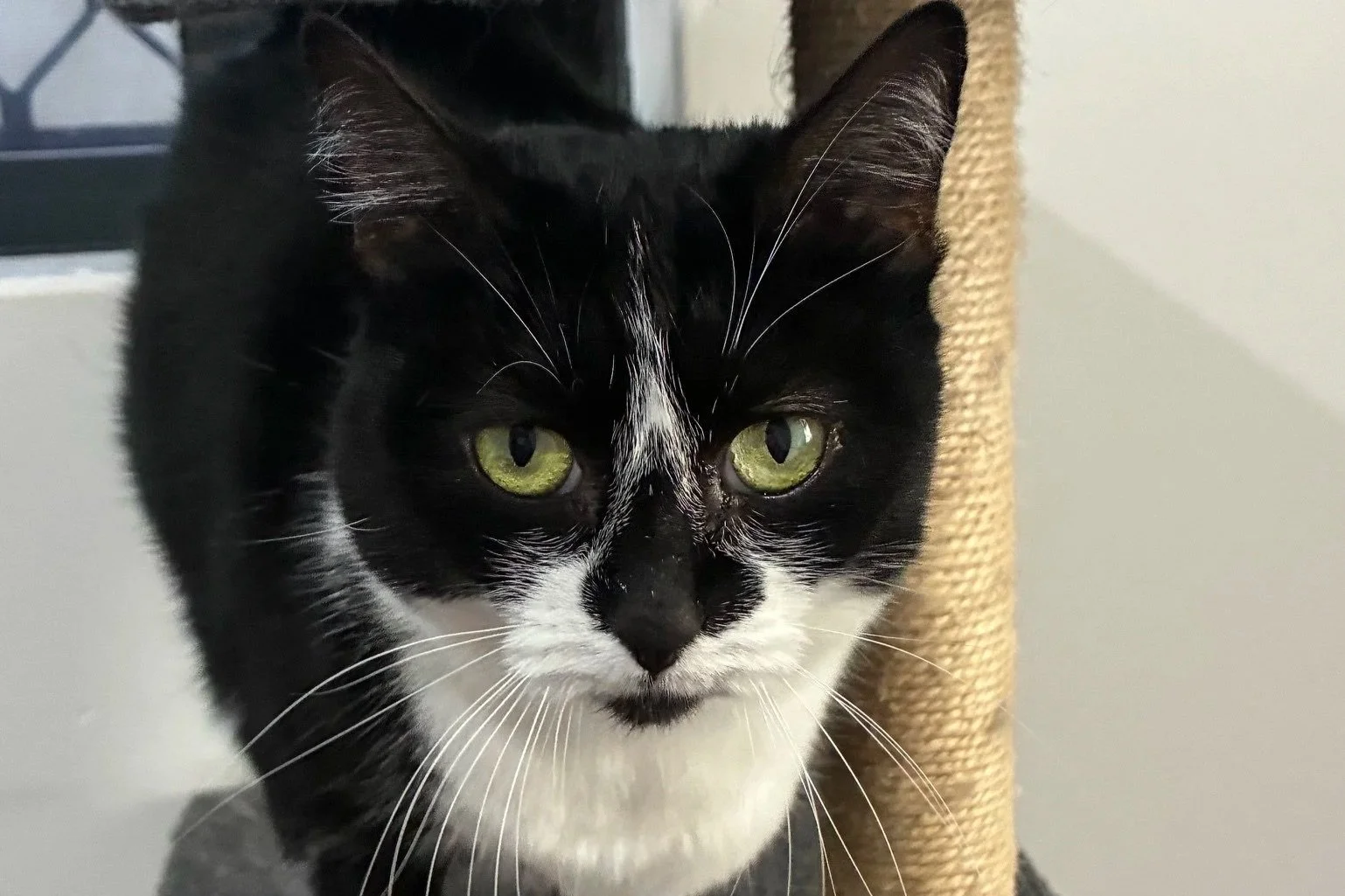 Nova 