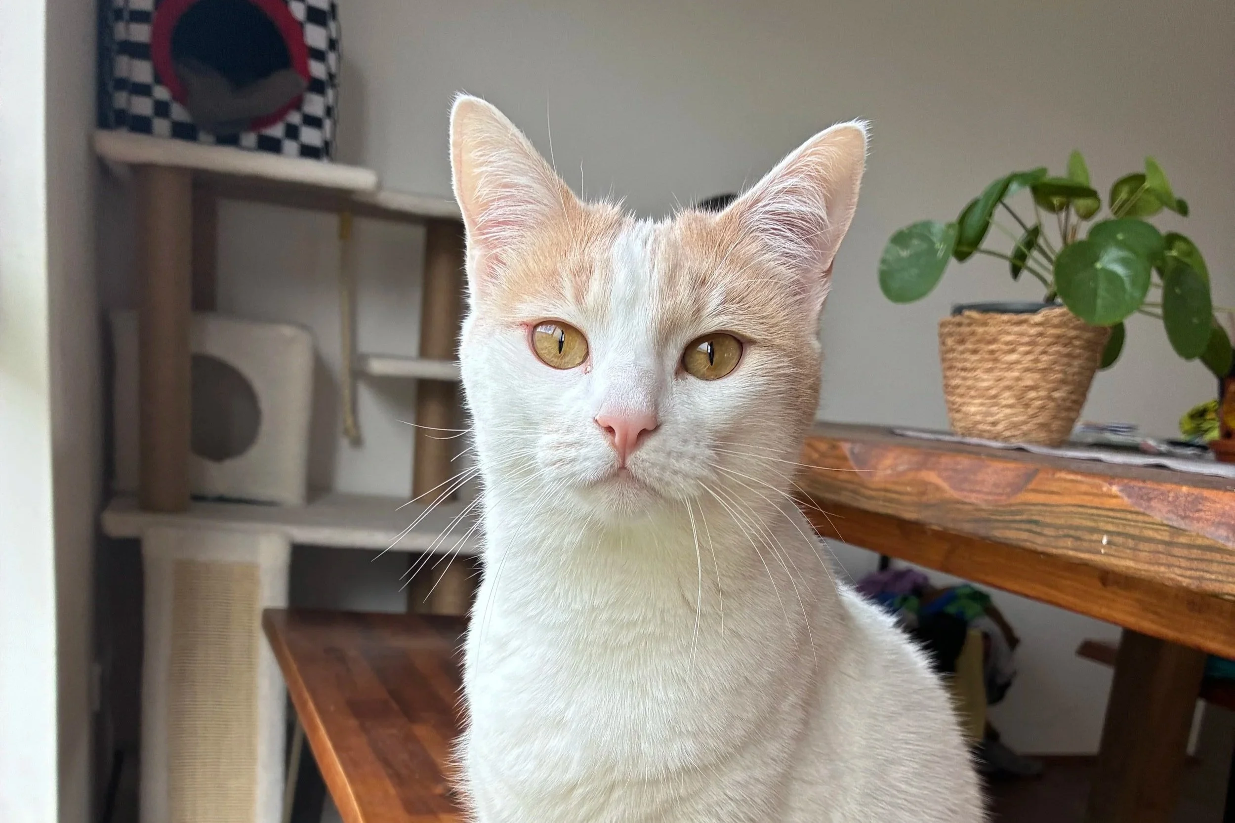 Simone