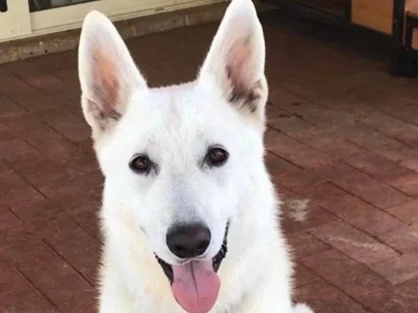 Striker **Settling in with my new family**