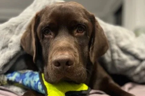 Oscar **Settling in with my new family**
