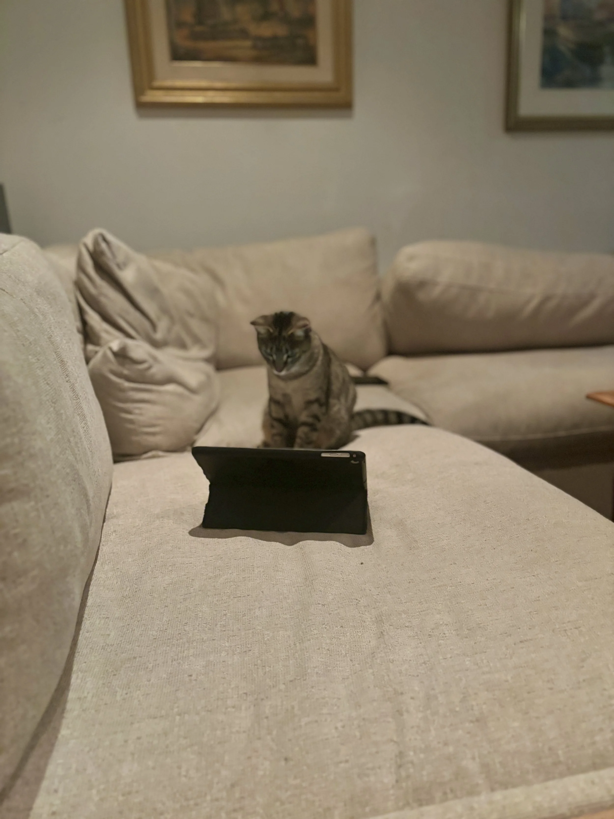 IMG_7204.jpeg