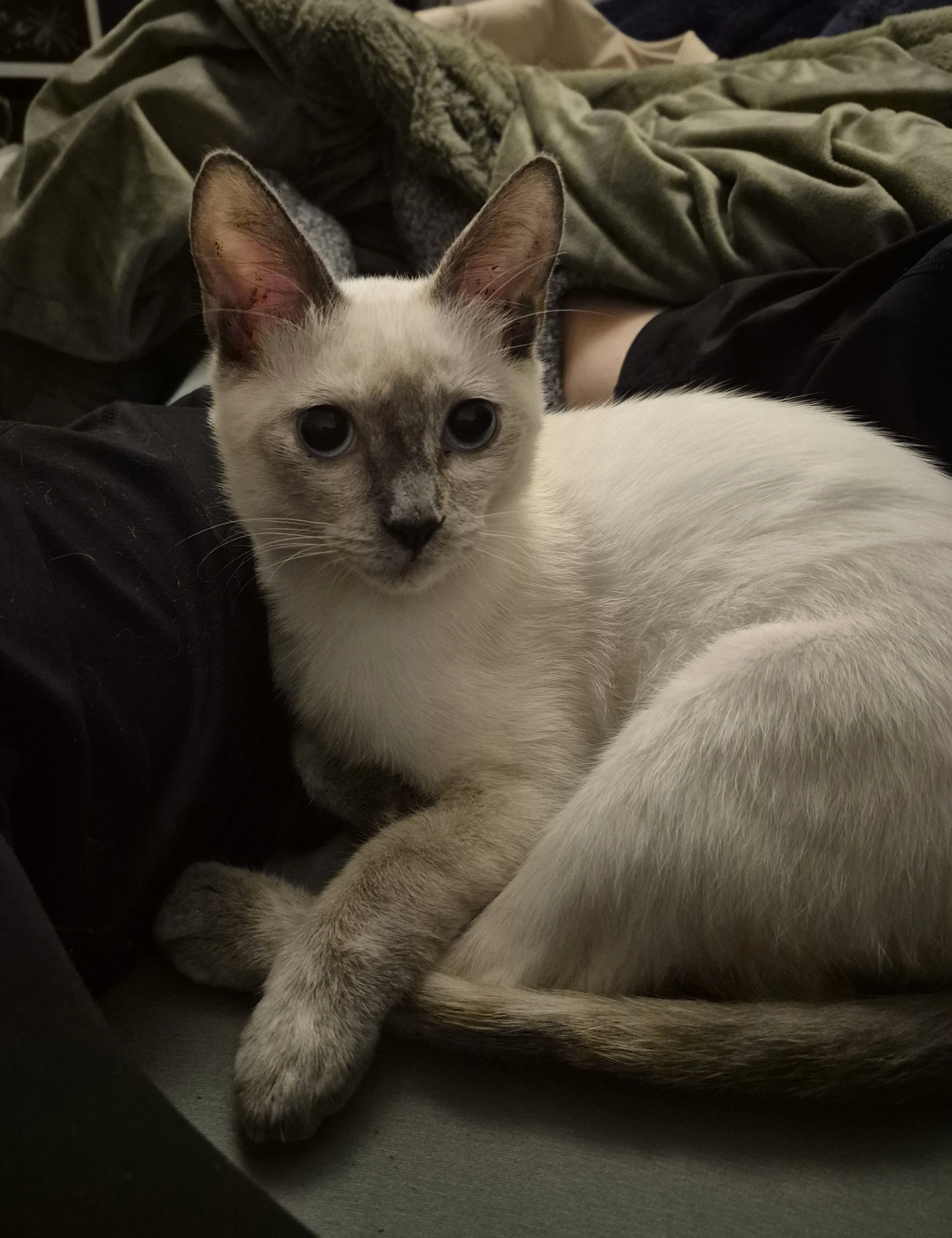 pixie2.jpg