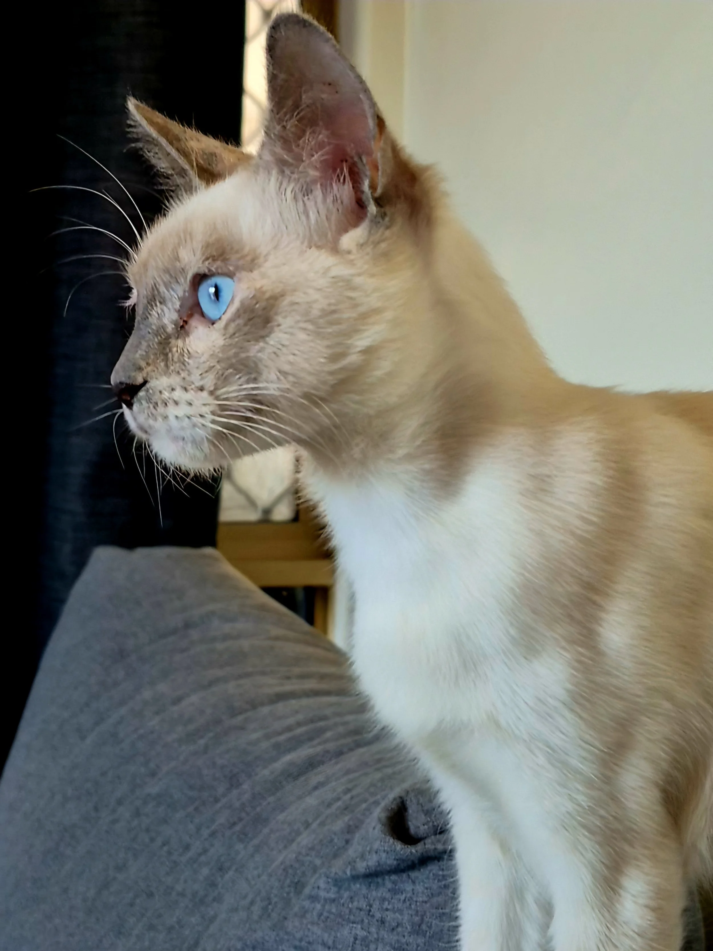 pixie1.jpg