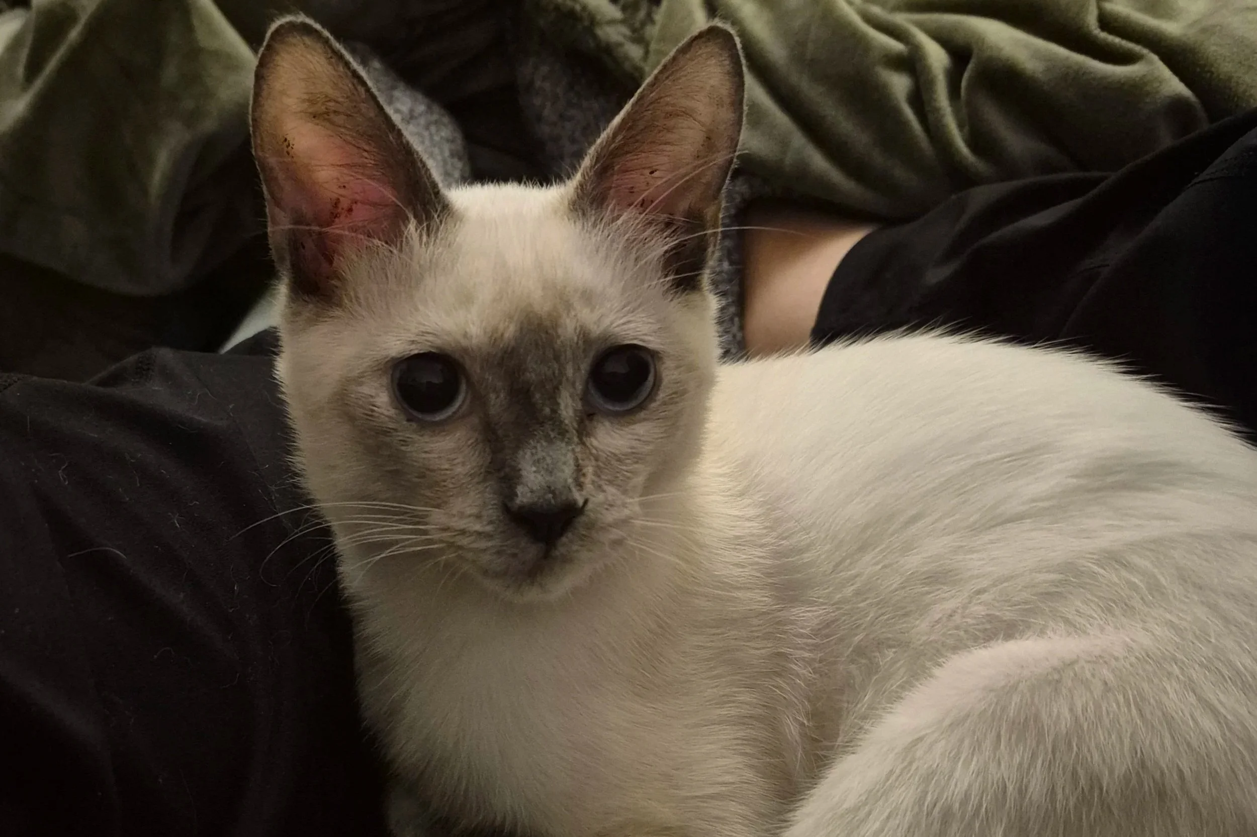 Pixie **Settling in with my new family**