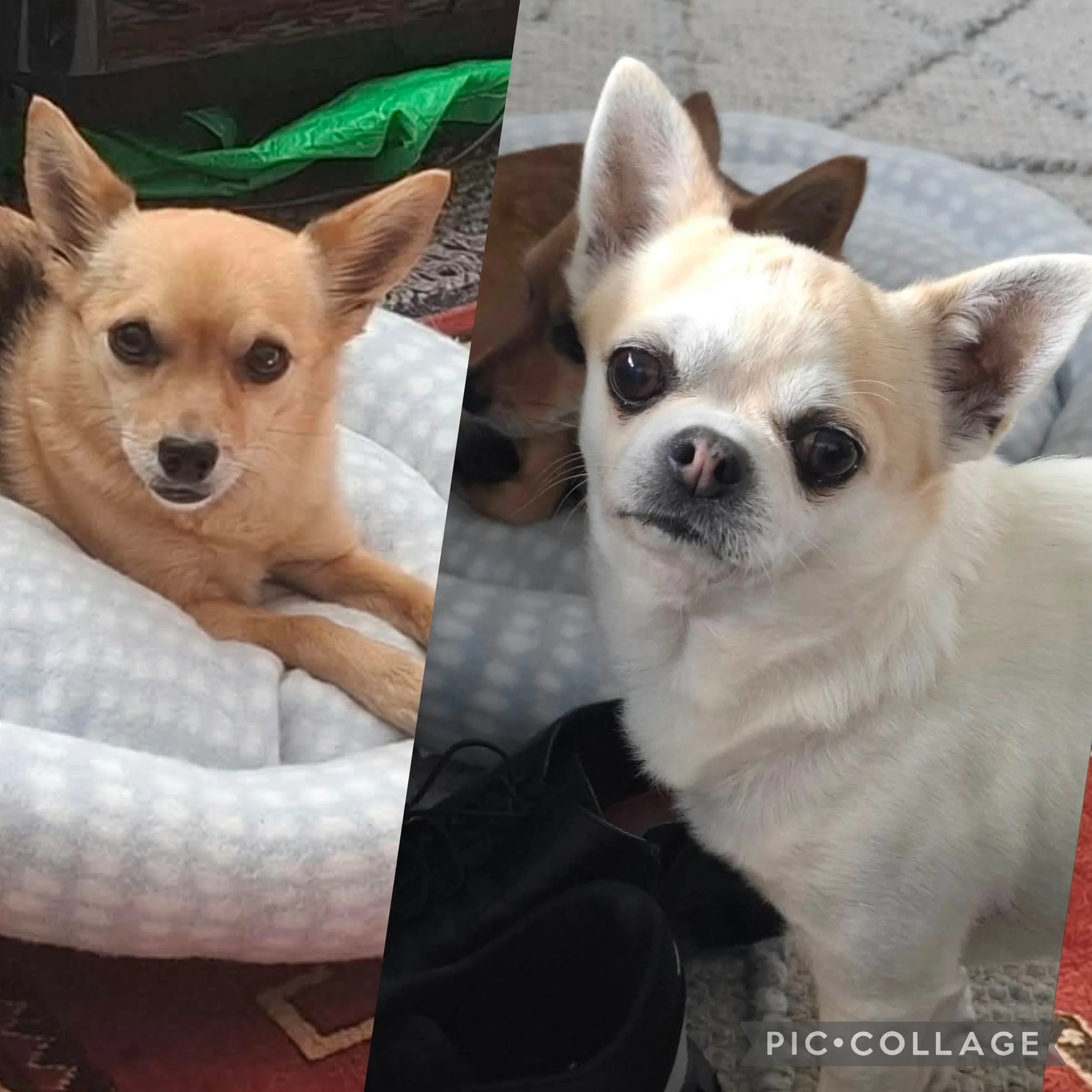Simba and Nala **Bonded Pair - On Hold**
