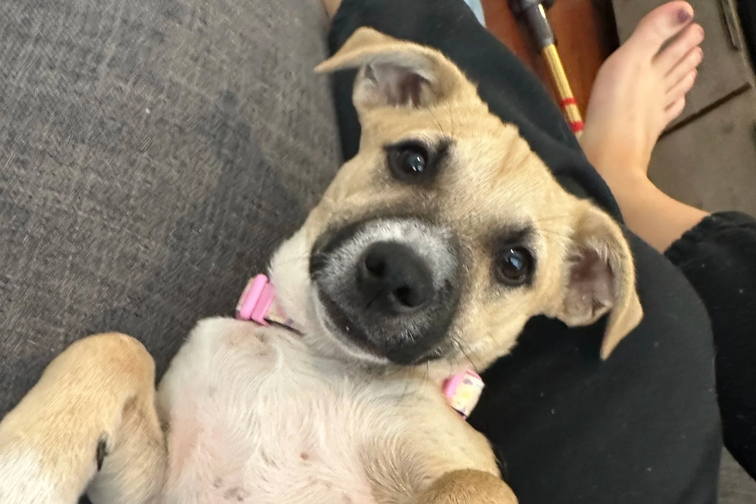 Sandy **Puppy**