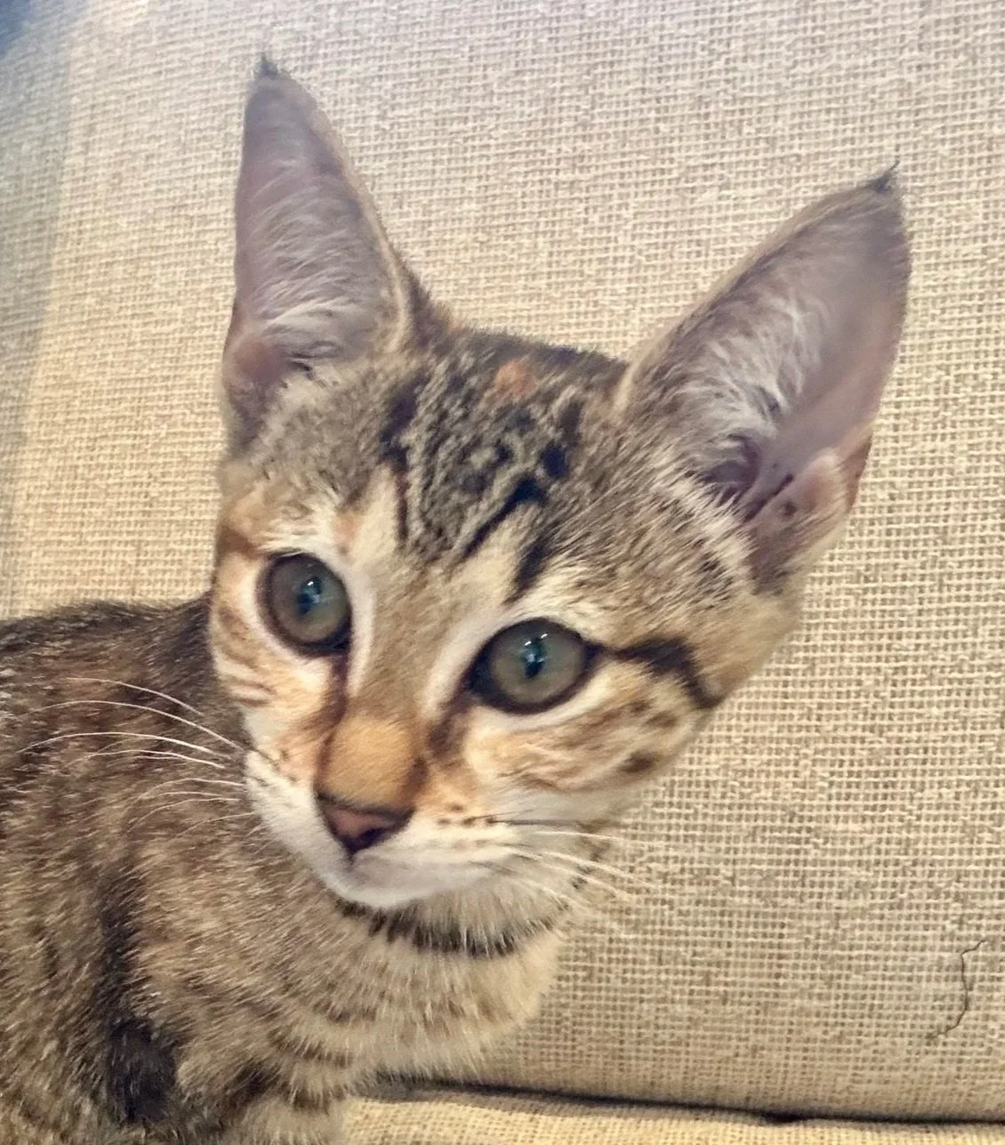 Saffron **Kitten**