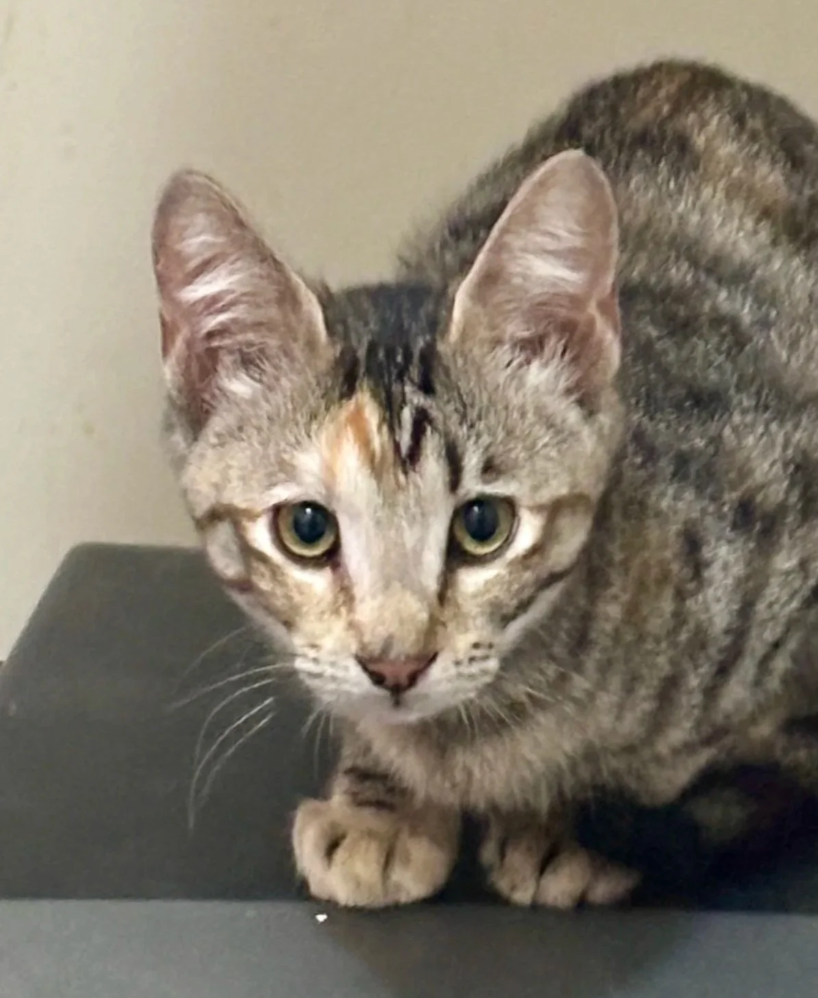 Willow **Kitten**