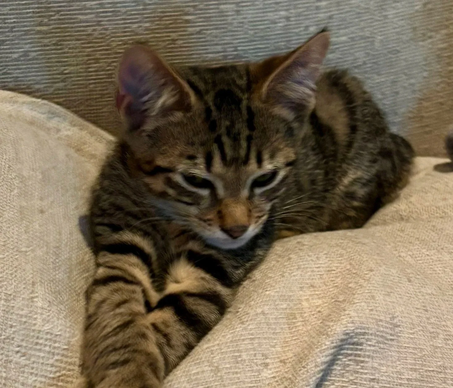 Pearl **Kitten**