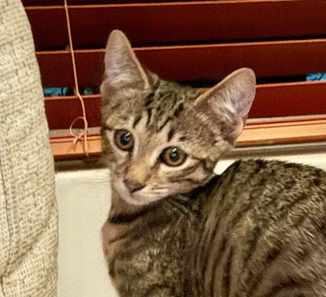 Roey **Kitten**
