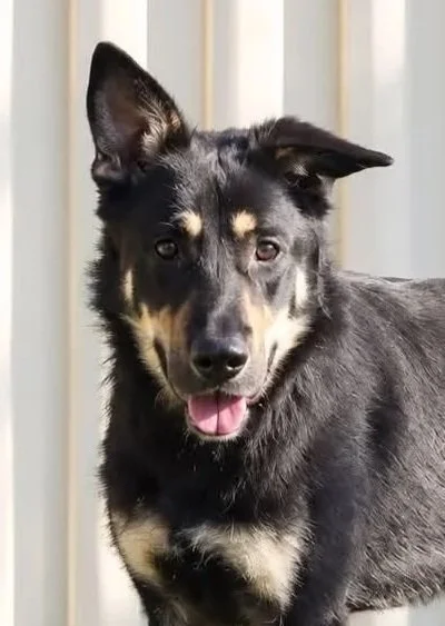Kye