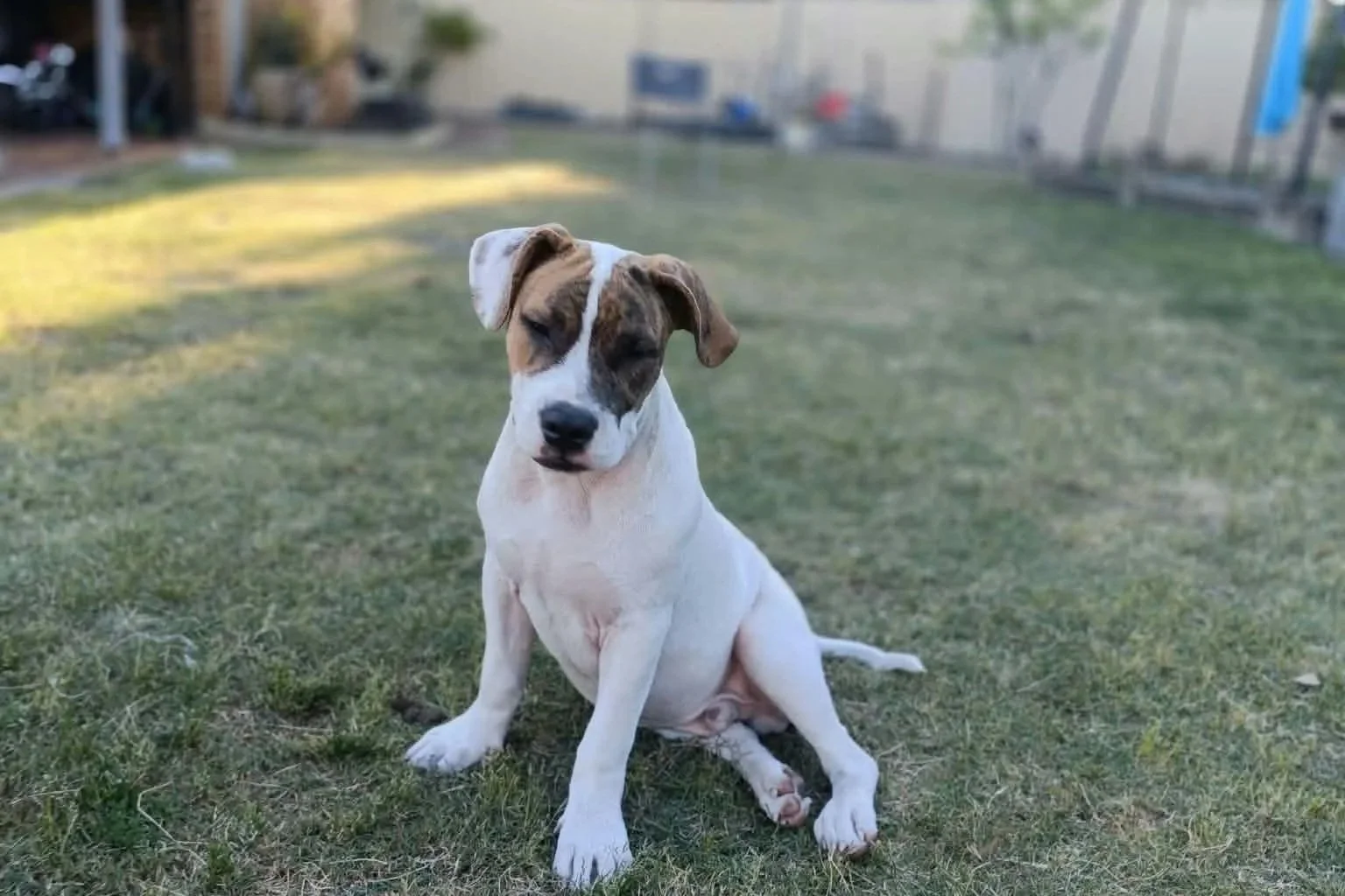 Bertie **Puppy**