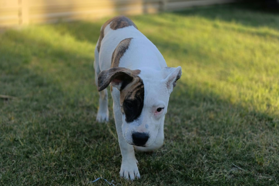 Bobbie **Puppy**