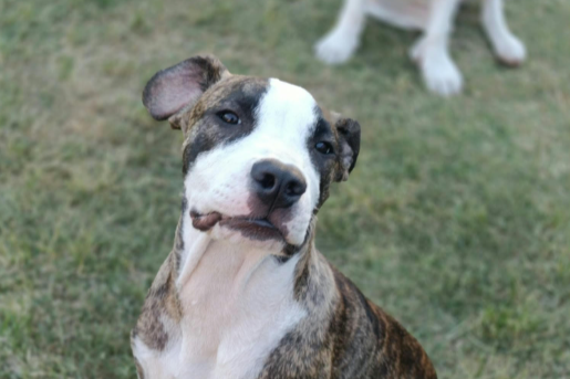 Arnie **Puppy**