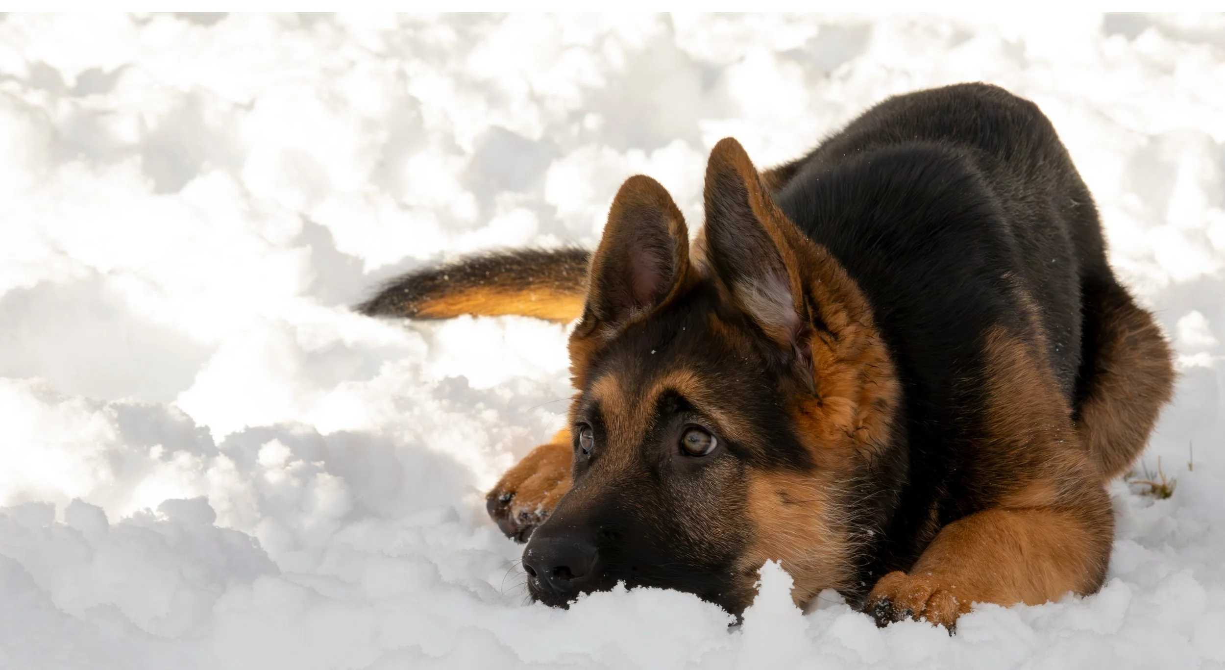 Roman puppy snow.jpg