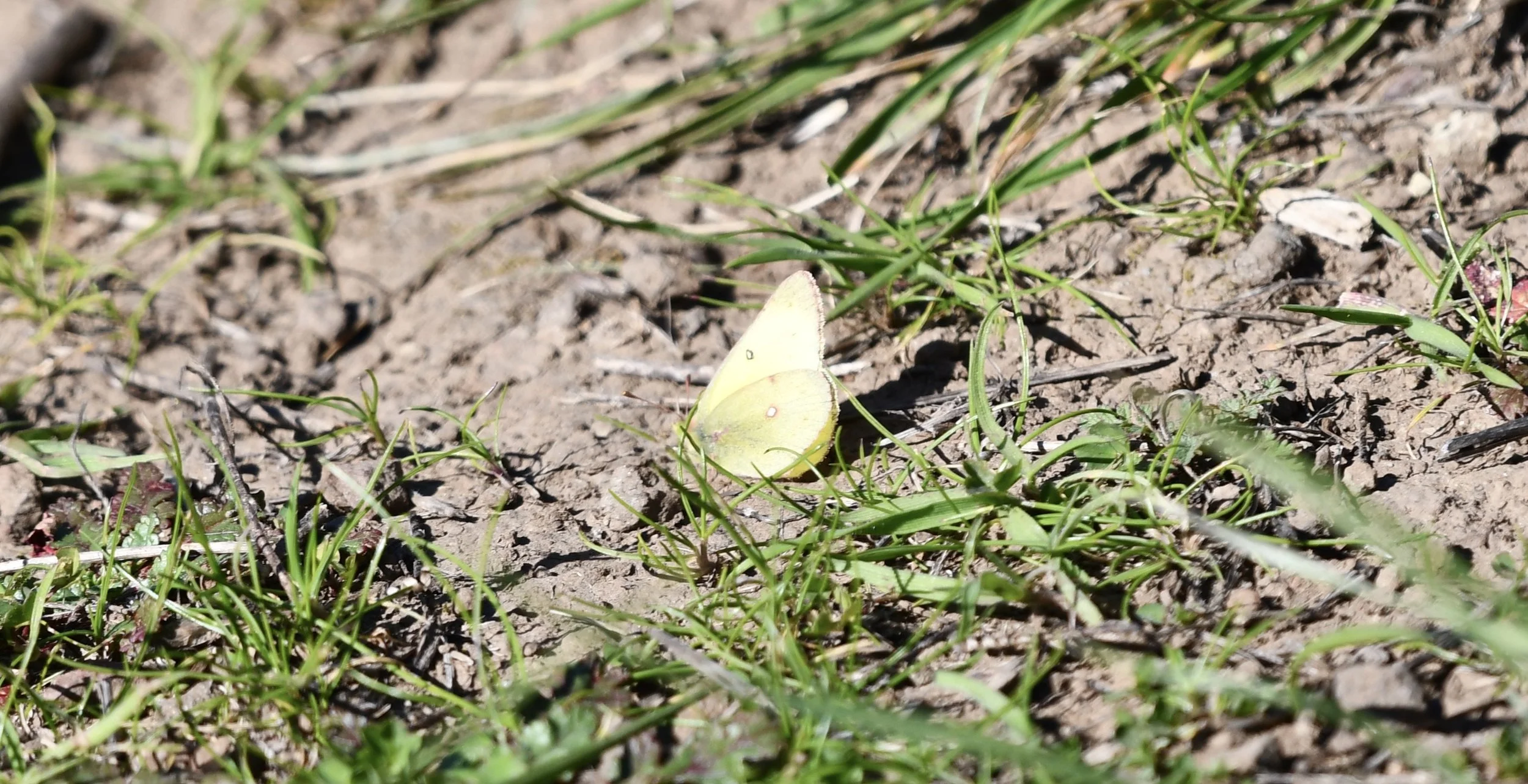 Yellow in the tangle