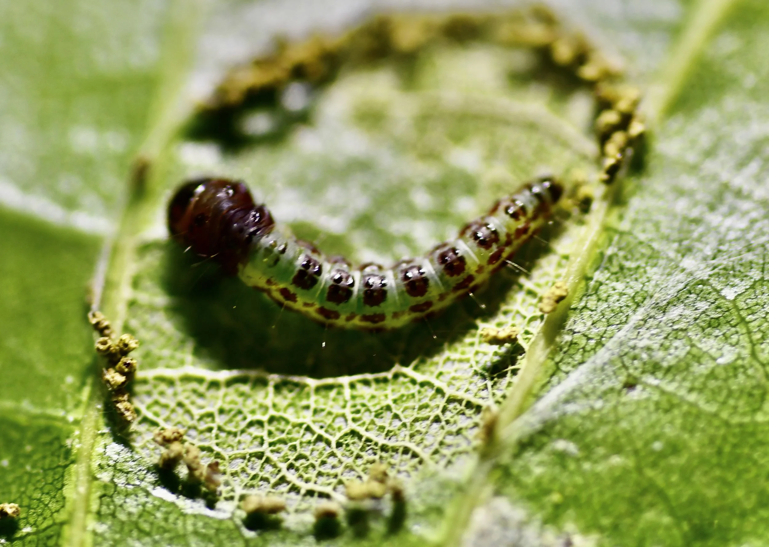 Caterpillar diversity
