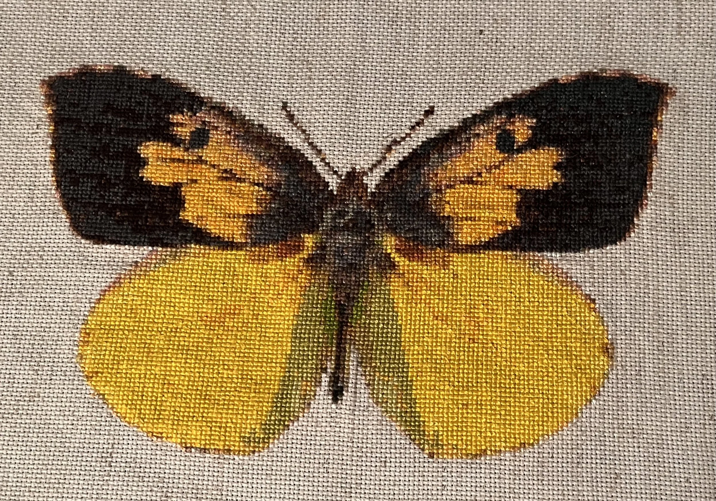 California dogface butterfly