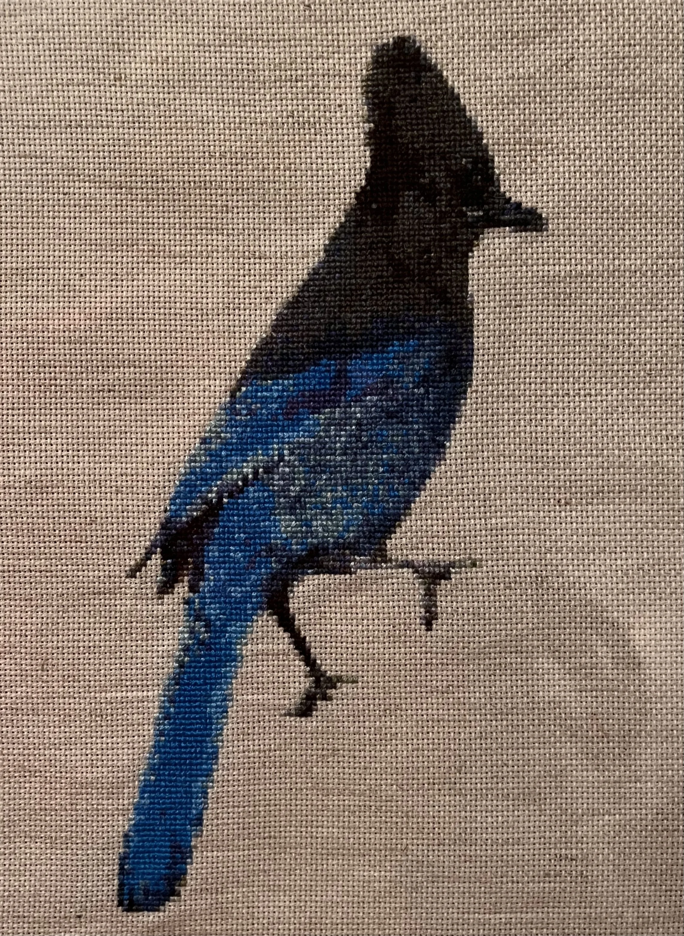 Stellar's jay
