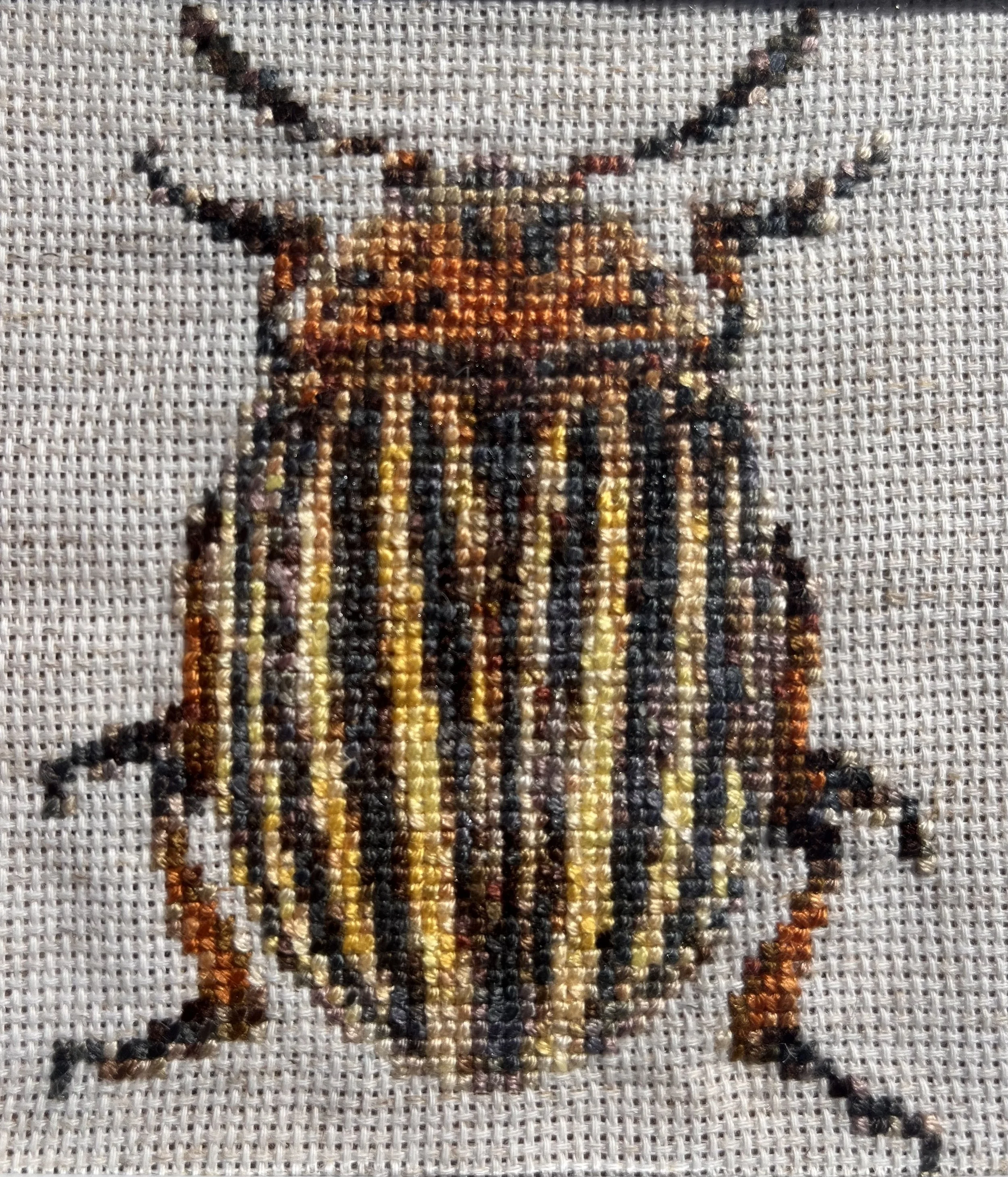 Colorado potato beetle