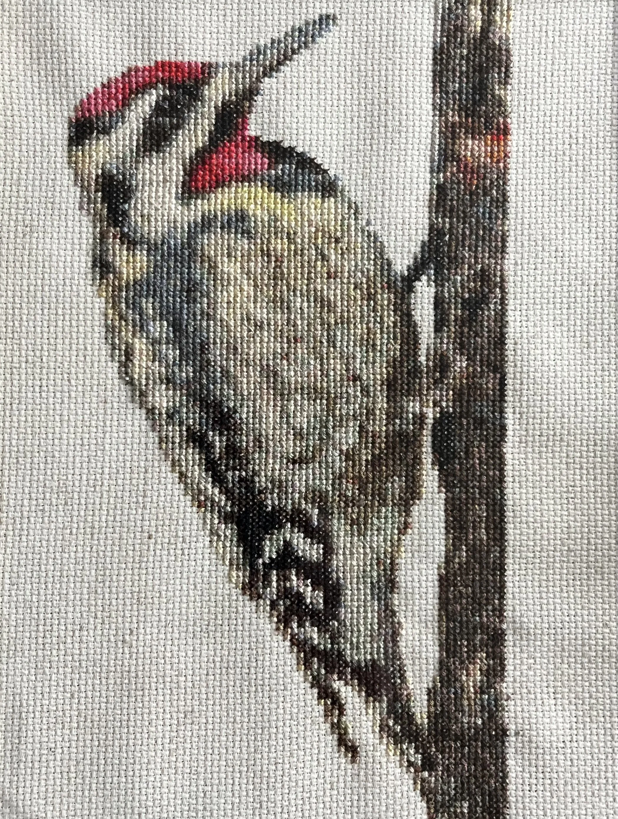 Yellow-bellied sapsucker