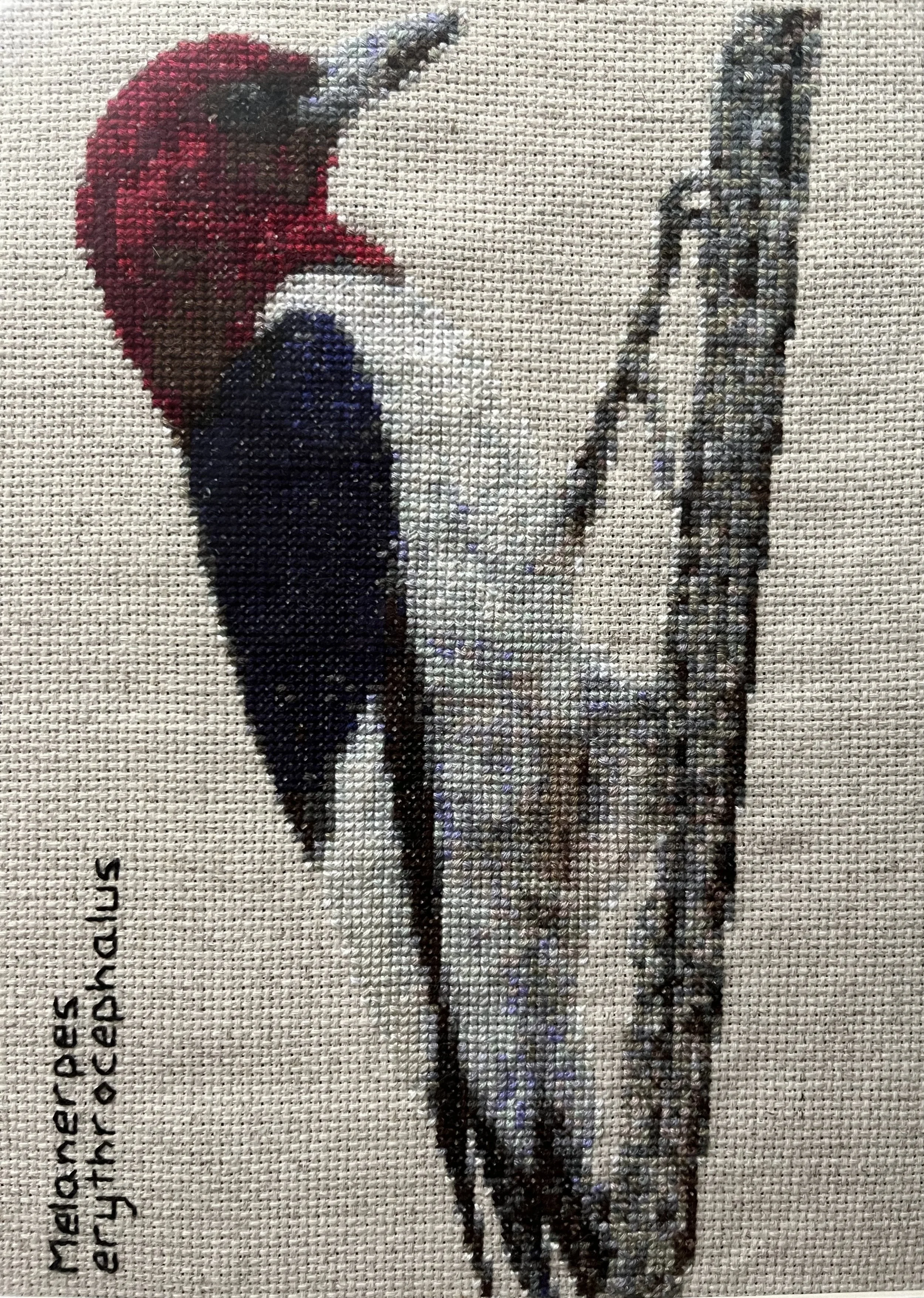 Red-headed woodpecker