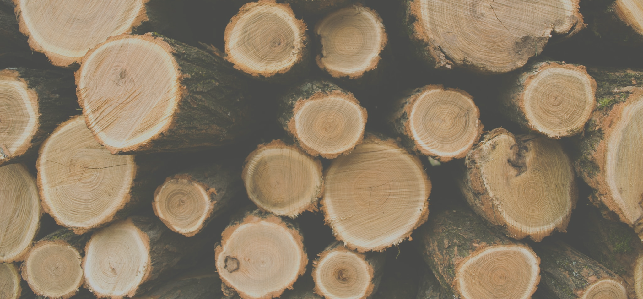 What is my timber worth? | Itasca Woodland Services