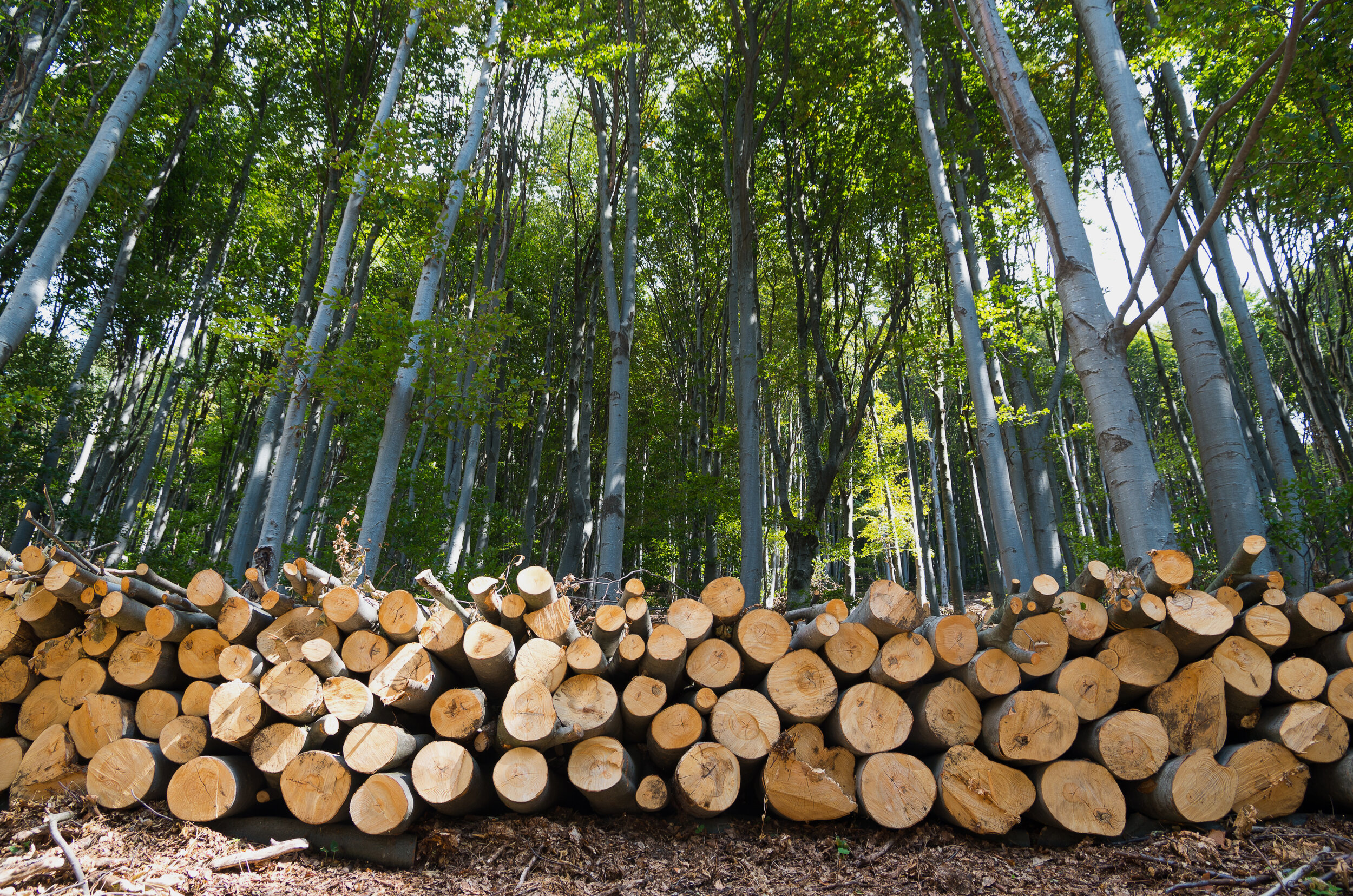 Timber Harvesting Administration | Itasca Woodland Services