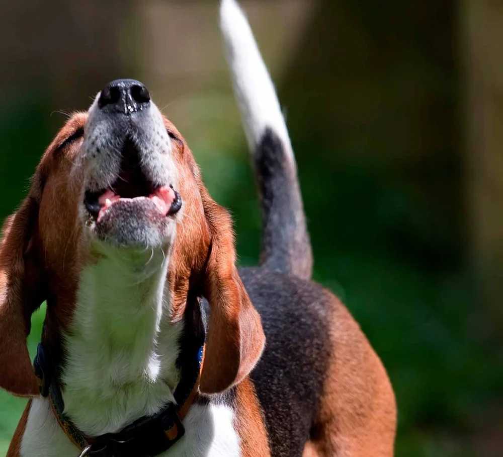 How To Stop Barking Dog In Seconds