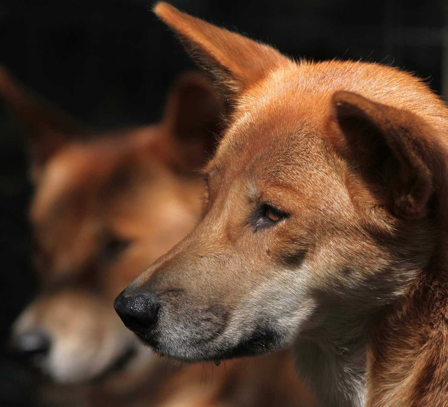 what to do if you see a dingo