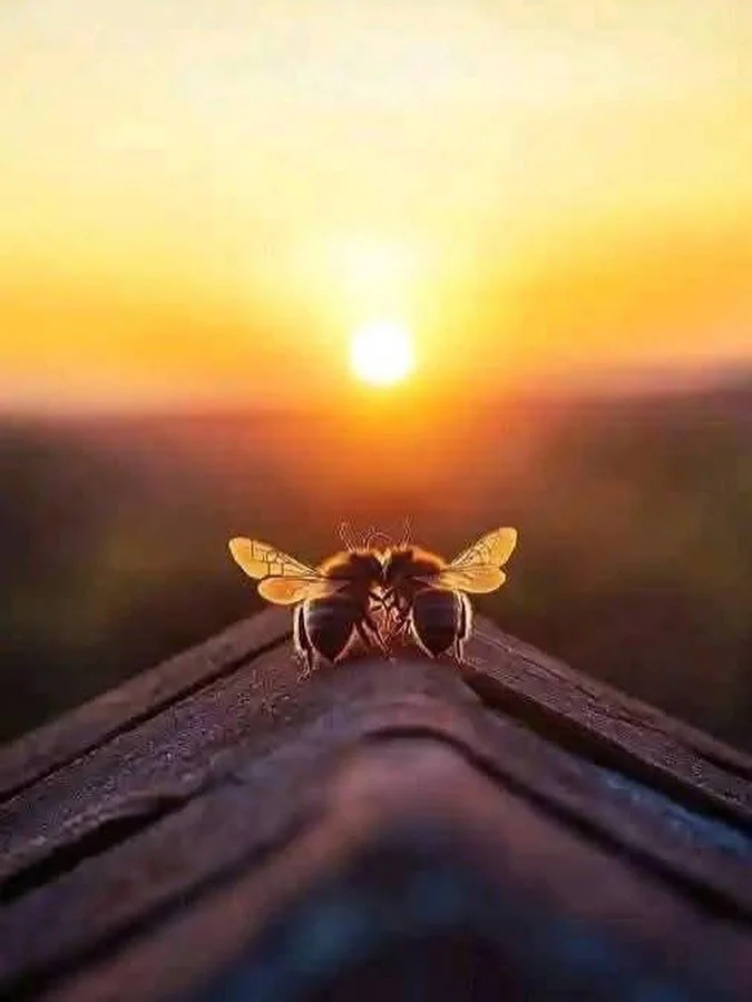 Omg…I LOVE, love, love this connection…touches my heart deeply 🥰❤️xx
(Shared photo)