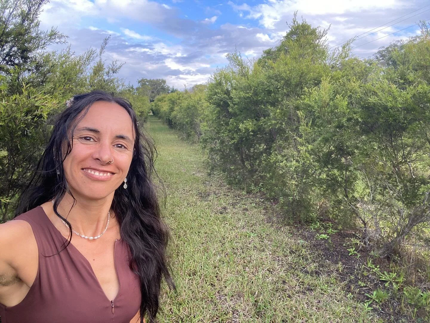 Traveling back up north … stopping in on our Wardell site, just sth of Ballina NSW.
Here is a more mature native Australian Medicinal Manuka Forest
#australianmanukahoney
#tulsi
#beefodder