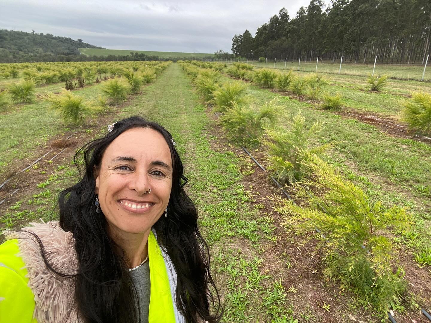 Traveling in the Hunter Valley this week for work with native Australian Manuka 

This is one of the projects that I manage from afar, so it is great to be able to get on-site, speak with the implementation crew, and provide advice, support and ideas