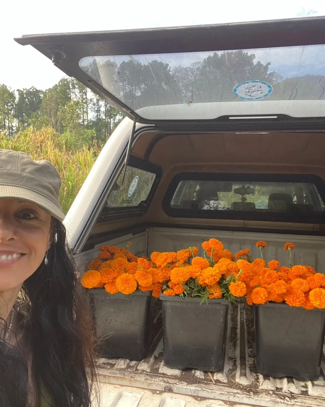 Harvesting marigolds this morning

#farmfreshflowers
#wholesaleflowers
#organicallygrown
#grownnotflown
#flowerfarmher