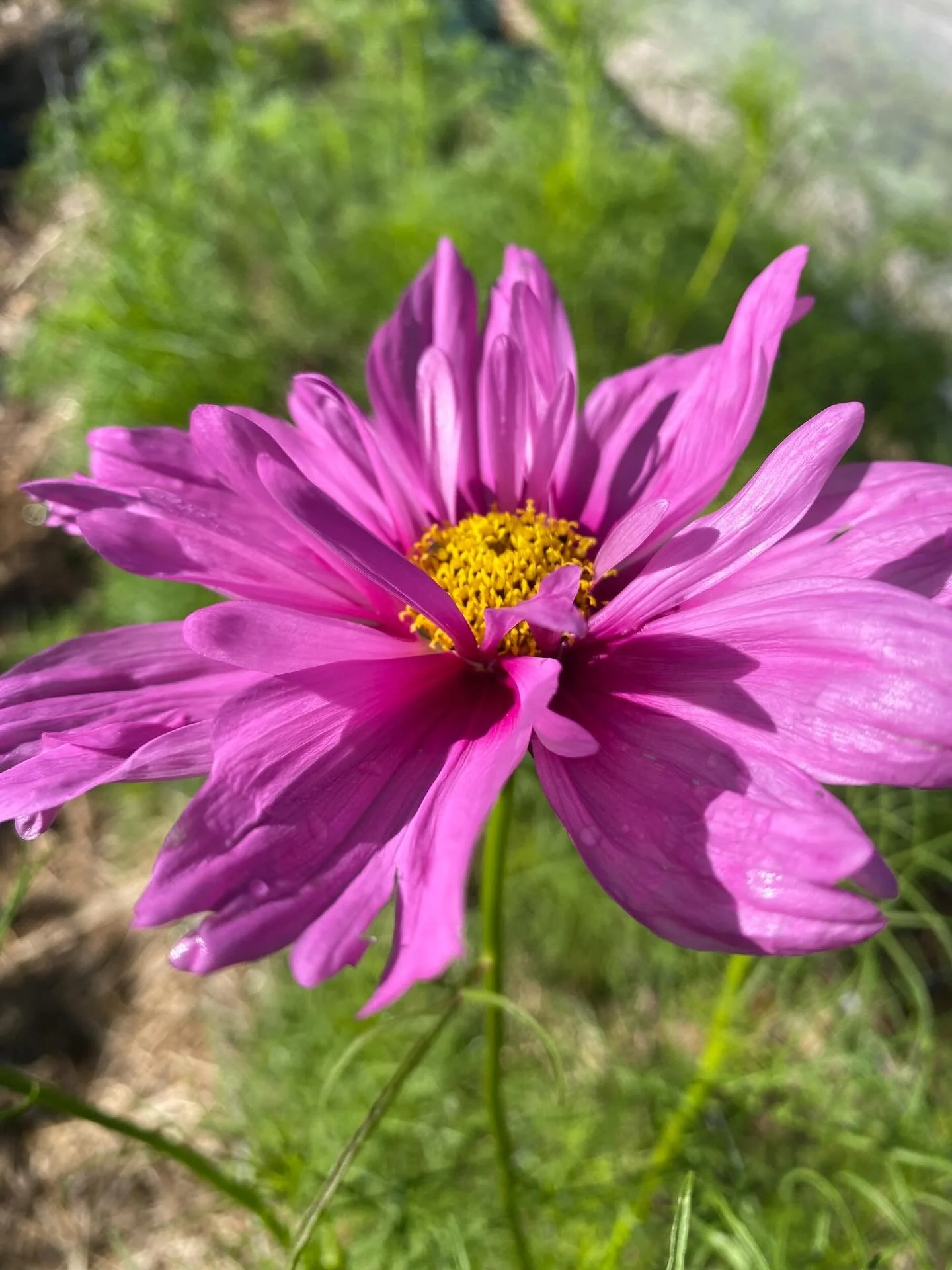 Here they come&hellip;. Graceful cosmos

#wholesaleflowerfarm
#northernriversflowerfarm
#organicallygrown
#cosmosfarm