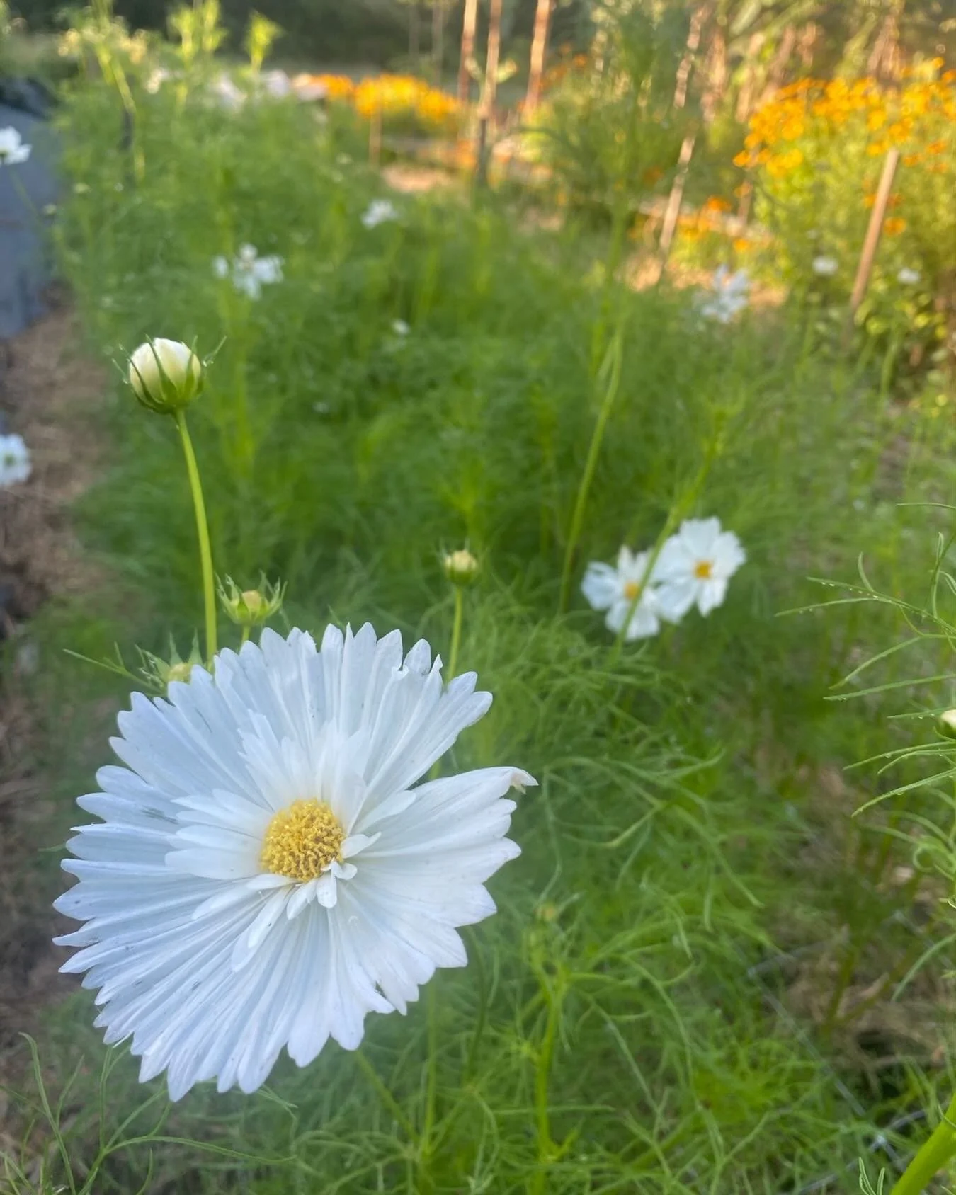 First succession of cosmos at this new production site near Murwillumbah. 

All the flowers are grown organically on certified organic land using regenerative agriculture so our flowers are also bee friendly, working with the land and nature.

#cosmo