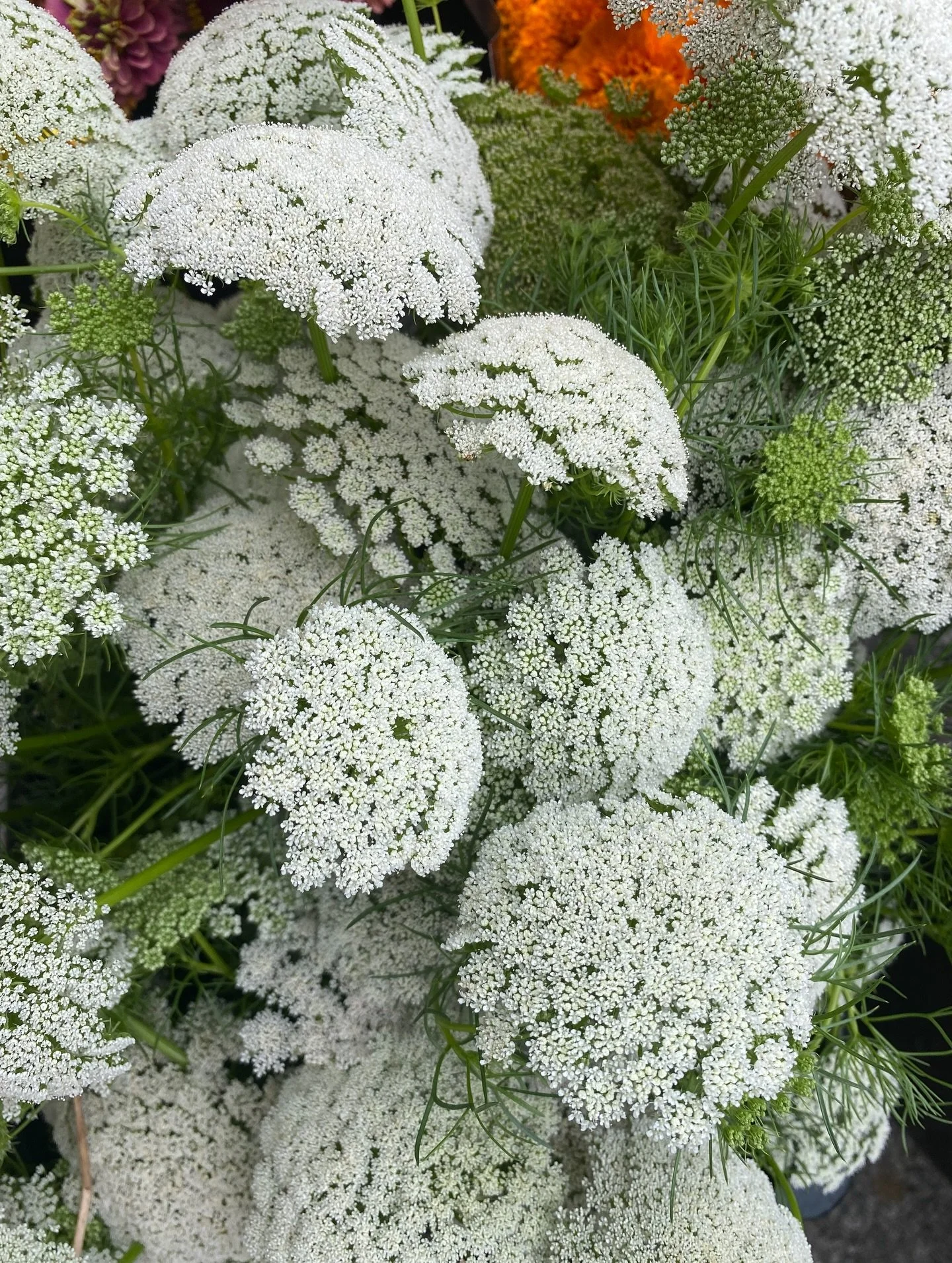 Fresh from the field 💐

#flowers #bouquet #farm #farmfresh