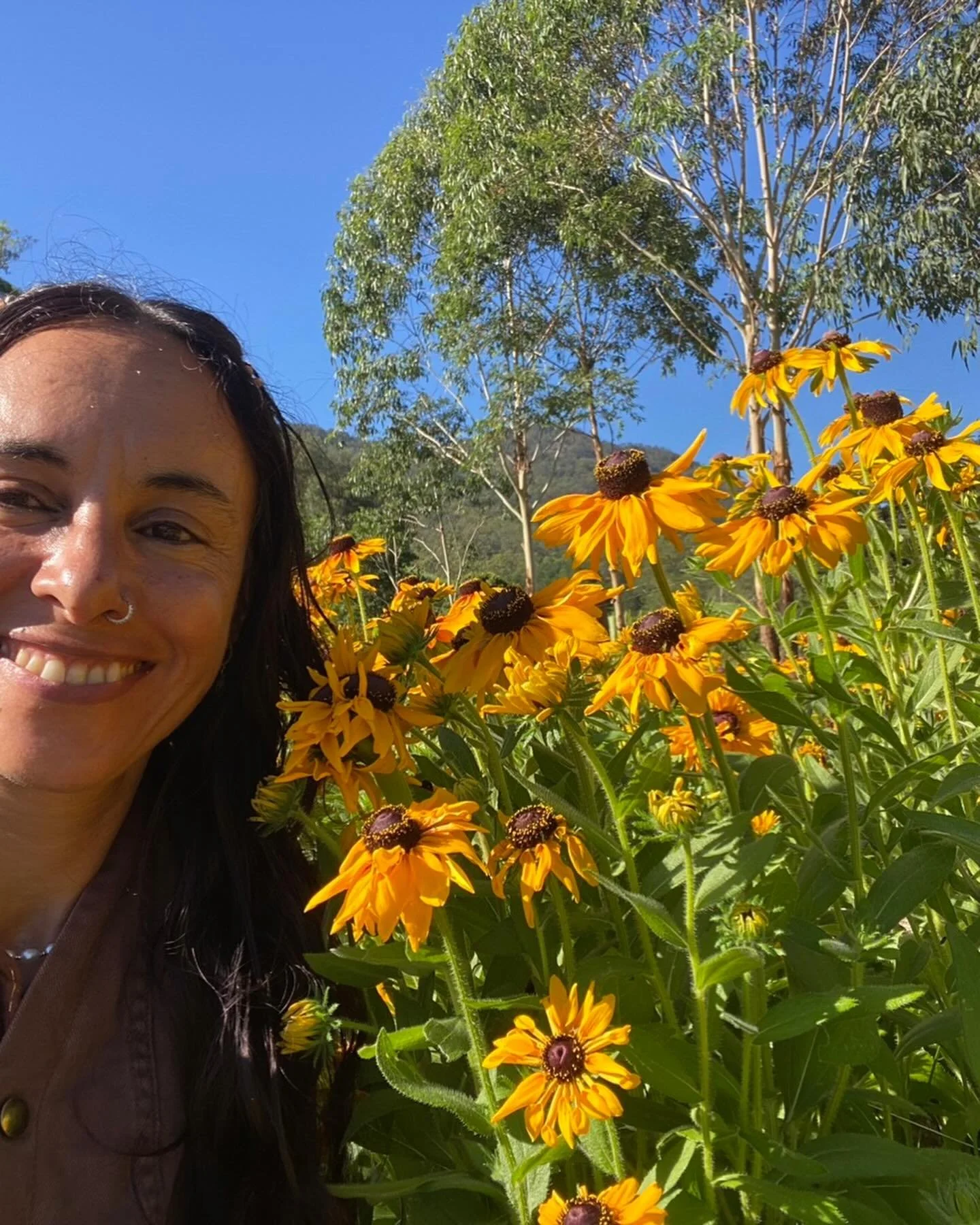 New crop in &hellip; a type of Rudbeckia, prairie daisy, they have a long vase life, and a striking look

#wholesaleflowerfarm 
#murwillumbahflowerfarm 
#rudbeckia 
#farmfreshflowers