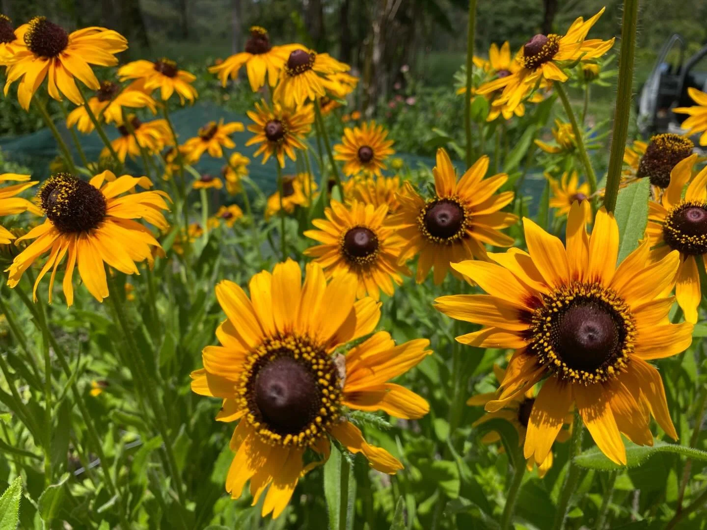 My camera roll as a flower farmer 👩🏽&zwj;🌾💐

#flowers #flowerfarm #flowerfarming #bouquet #photodump