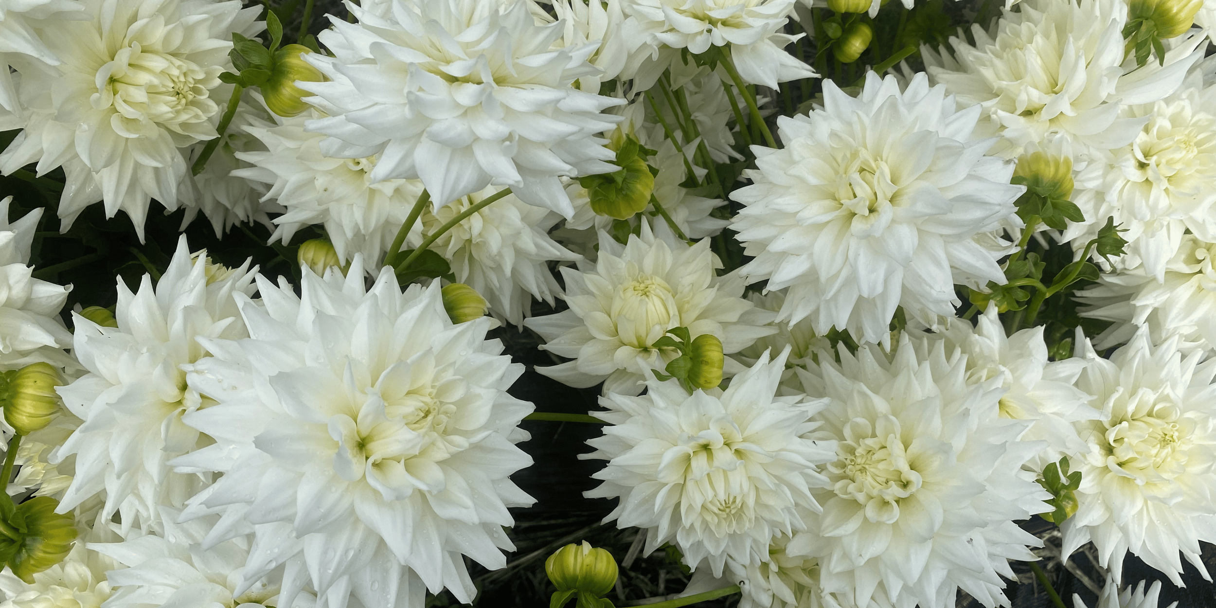 Fresh Waterlily Dahlias