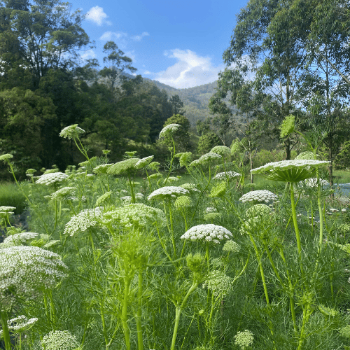 Wholesale Flower - Queen of Annes Lace